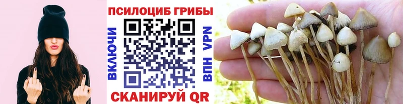 маркетплейс формула  Абакан  Псилоцибиновые грибы мицелий 